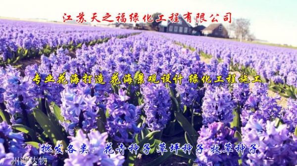 芝樱花种子怎么种