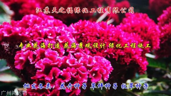 芝樱花种子怎么种