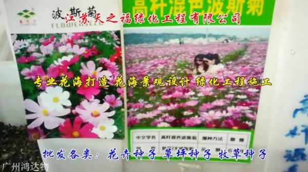 芝樱花种子怎么种