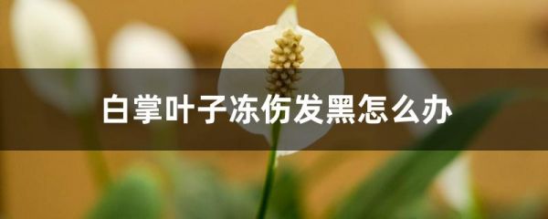 白掌叶子冻伤发黑怎么办