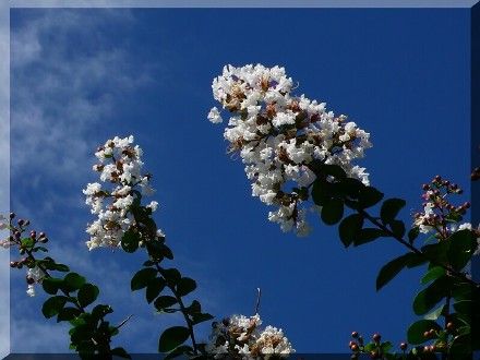 紫薇花的花语是好运