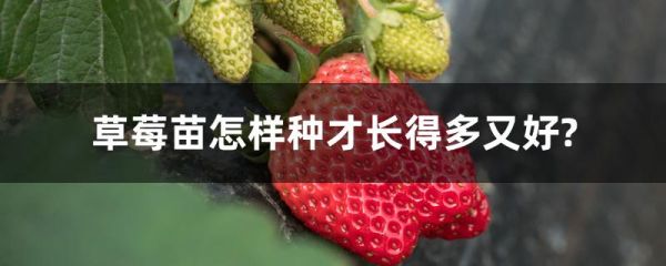 草莓苗怎样种才长得多又好?