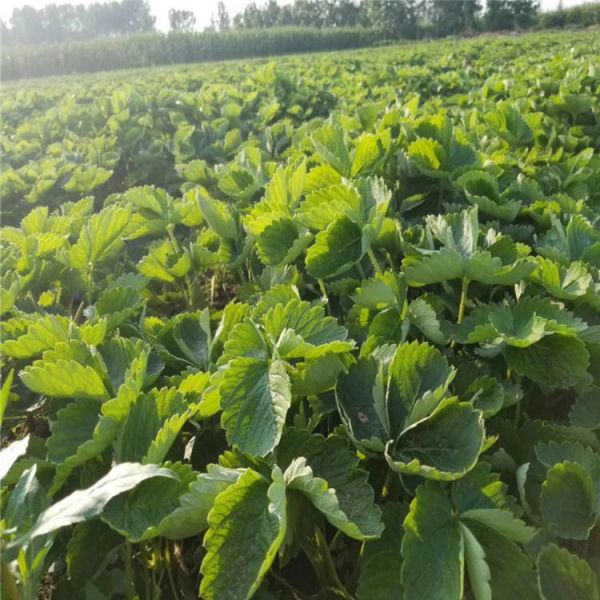 贺州市草莓苗种植温度种植示范基地