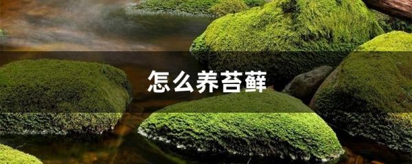 怎么养苔藓，好养活吗