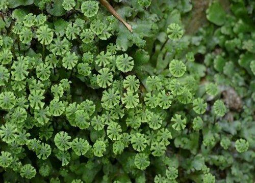 地钱是蕨类植物吗