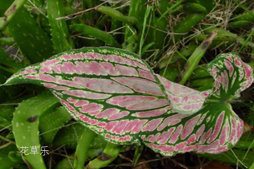 花花叶叶，花叶芋的花语是什么？