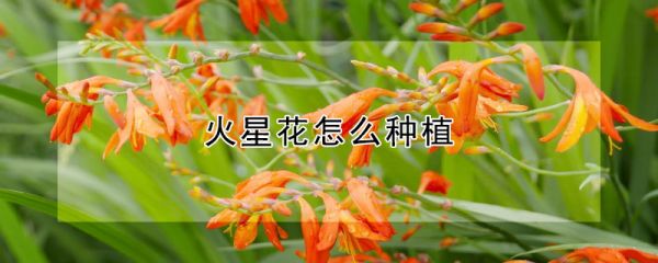 火星花怎么种植