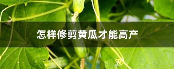 怎样修剪黄瓜才能高产