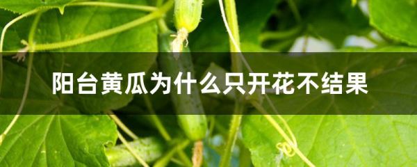 阳台黄瓜为什么只开花不结果