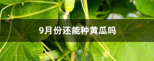 9月份还能种黄瓜吗