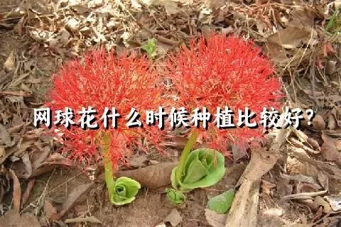 网球花什么时候种植比较好？