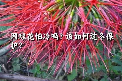 网球花怕冷吗？该如何过冬保护？