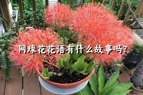 网球花花语有什么故事吗？