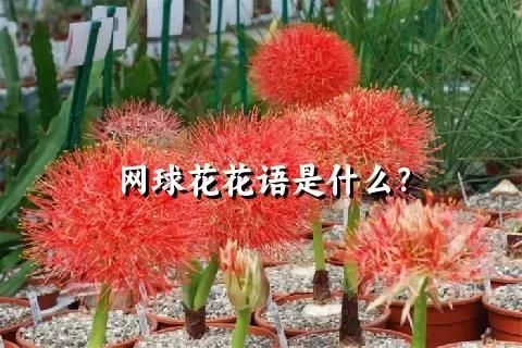 网球花花语是什么？