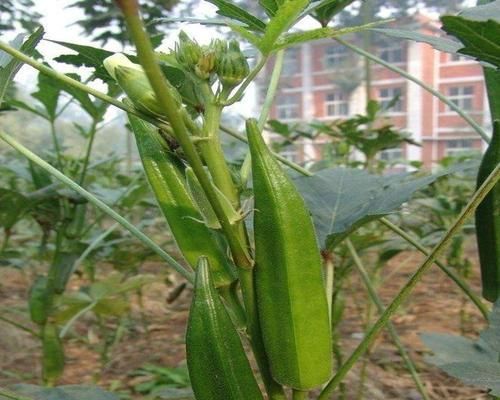 黄秋葵最佳播种时间（掌握种植技巧）