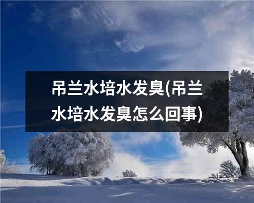 吊兰水培水发臭(吊兰水培水发臭怎么回事)