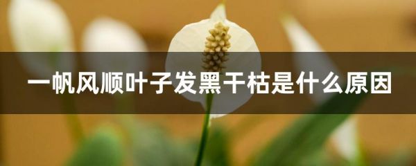 一帆风顺叶子发黑干枯是什么原因，怎么补救