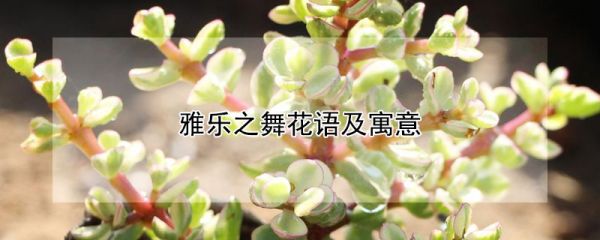 雅乐之舞花语及寓意