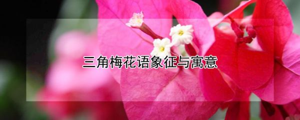 三角梅花语象征与寓意