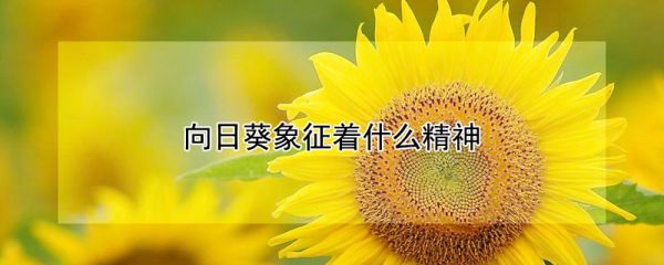 向日葵象征着什么精神