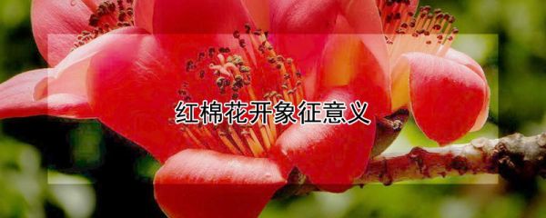 红棉花开象征意义