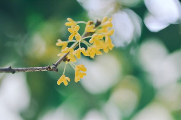 桂花树