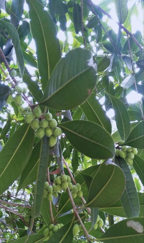 如何种植桂花树种子？（掌握种植技巧，打造美丽花园）