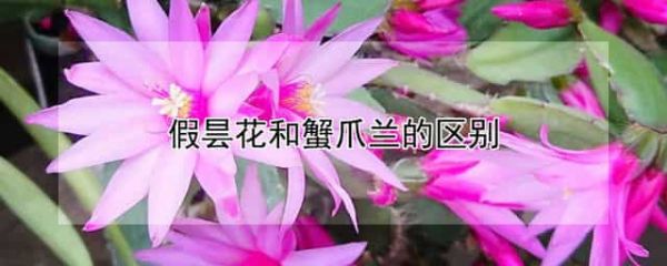 假昙花和蟹爪兰的区别