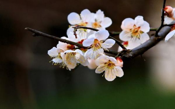 大王花为什么会被称为“食人花”？看看世界花王背后隐藏的秘密​