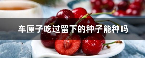 车厘子吃过留下的种子能种吗