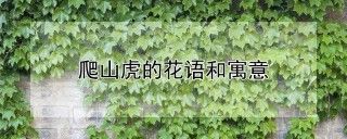 爬山虎的花语和寓意,第1图