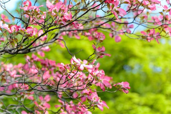 爬山虎种子怎么种才能发芽（爬山虎插枝种植方法）