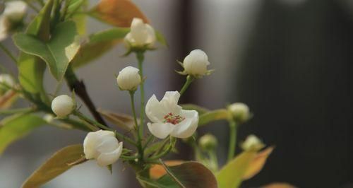 梨花的花语与象征意义（绽放着纯洁与希望的花儿——梨花）