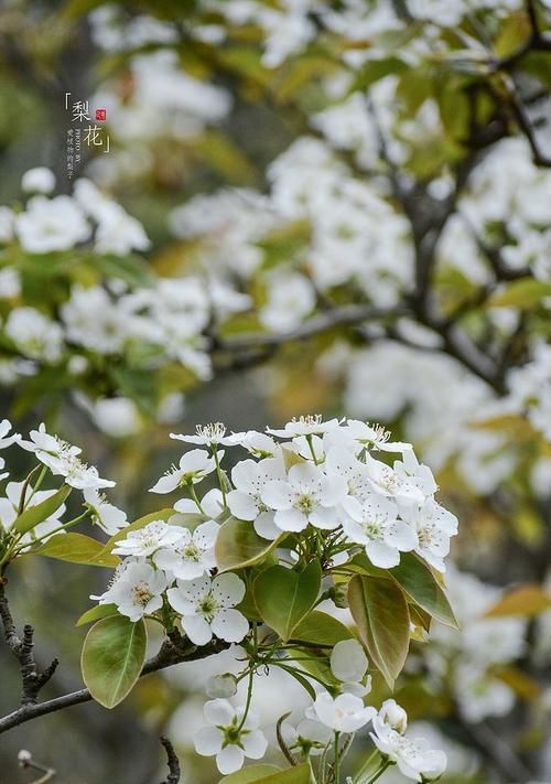 梨花的寓意与象征（揭开梨花背后的花语密码）