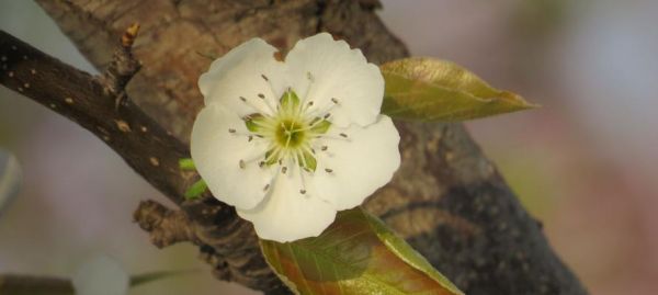 梨花盛开，花语传情（浪漫的梨花花语及其深刻寓意）