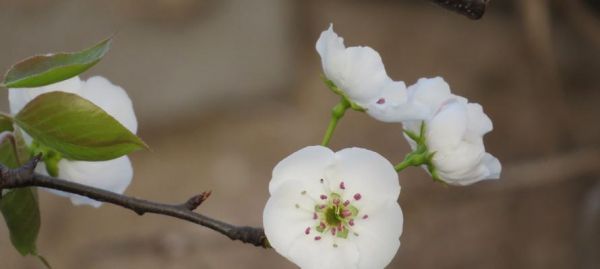 梨花盛开，花语传情（浪漫的梨花花语及其深刻寓意）