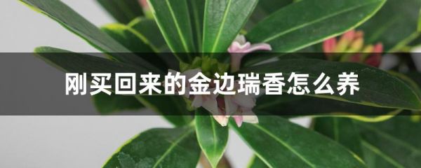 刚买回来的金边瑞香怎么养