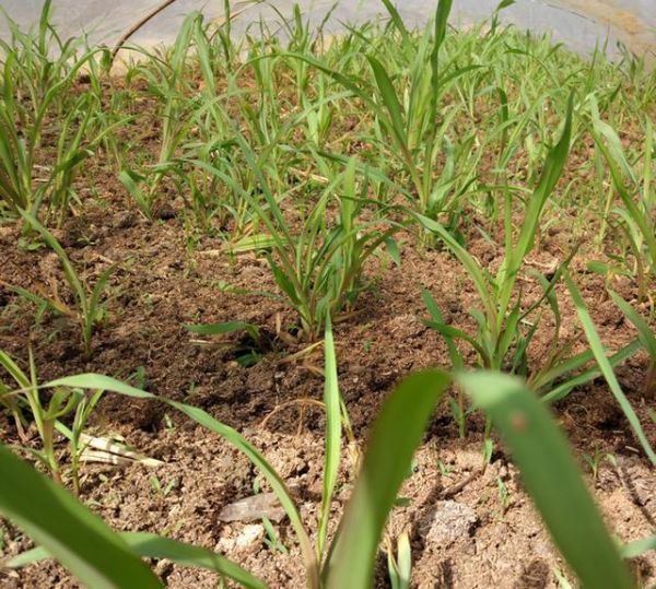 甜象草高产种植技术上