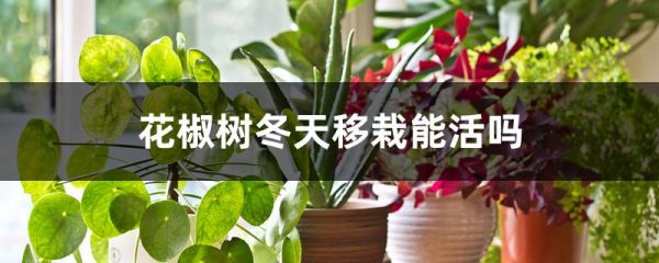 花椒树冬天移栽能活吗