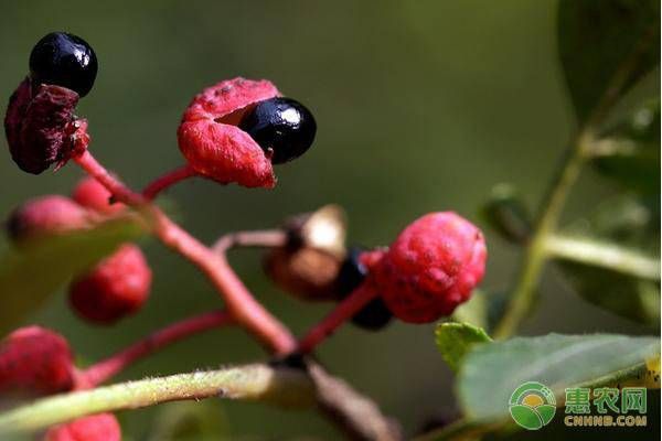 种花椒树的禁忌有哪些？花椒种植管理要点-图片版权归惠农网所有