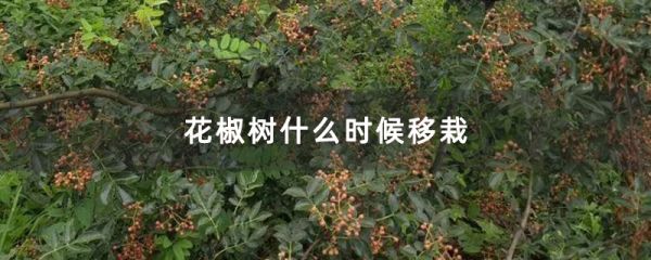 花椒树什么时候移栽