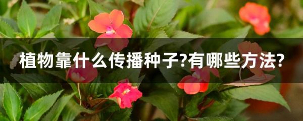 植物靠什么传播种子?有哪些方法?