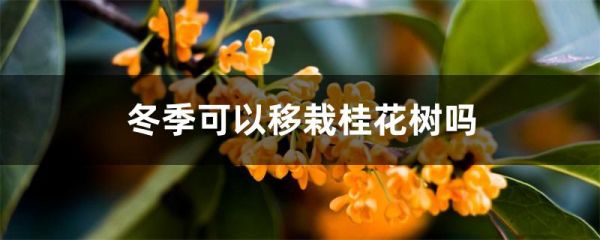 冬季可以移栽桂花树吗