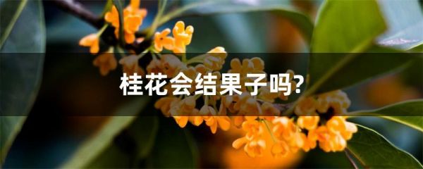 桂花会结果子吗?