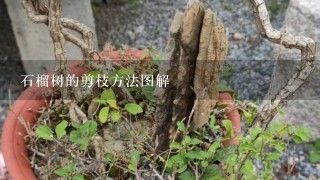 石榴树的剪枝方法图解