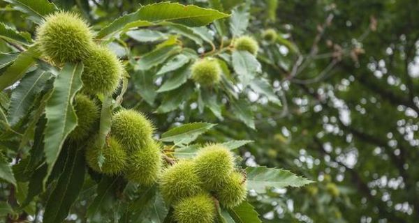 板栗种子的种植方法（从选种到成树）