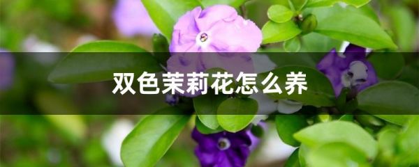 双色茉莉花怎么养