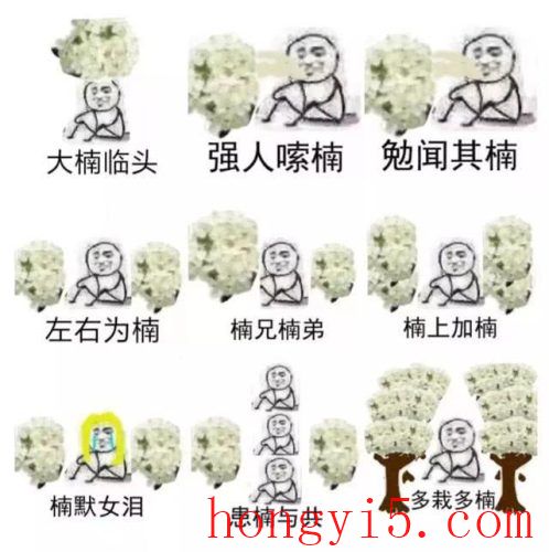 石楠花为什么是精子味(石楠花为什么叫精树)插图8