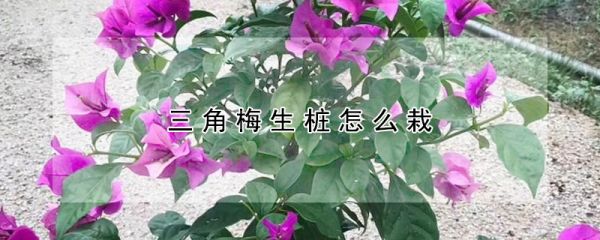 三角梅生桩怎么栽