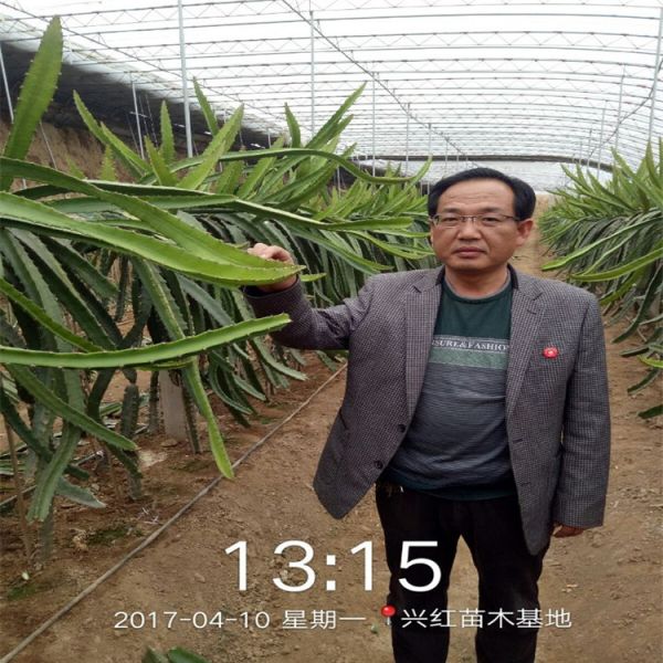 四平市火龙果苗种植盆栽